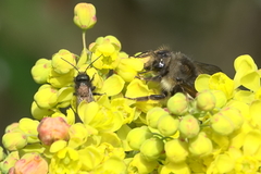 Chaetodactylus krombeini