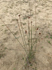 Androtrichum trigynum