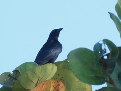 Ptiloxena atroviolacea