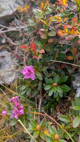 Rhododendron kotschyi