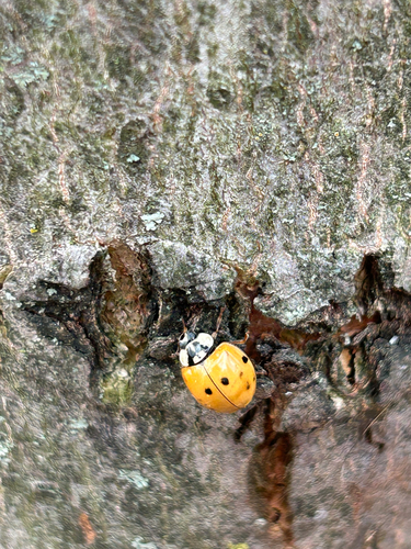 Asian Lady Beetle