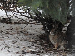 Sylvilagus floridanus