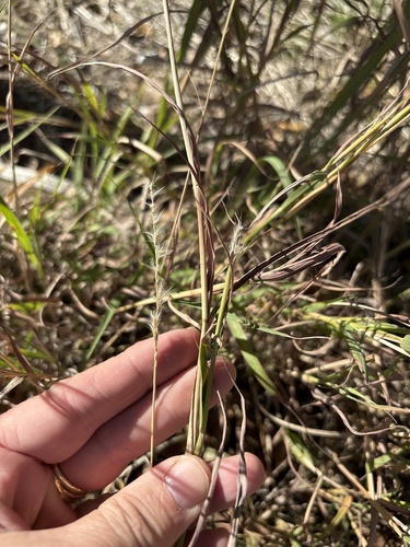 Bothriochloa torreyana, photograph 5