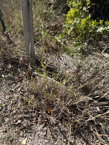 Bothriochloa torreyana, photograph 6