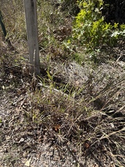 Bothriochloa torreyana, photograph Sam Kieschnick, CC BY, iNaturalist via GBIF