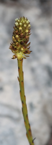 Cluster Rootthug (Thesium aggregatum)