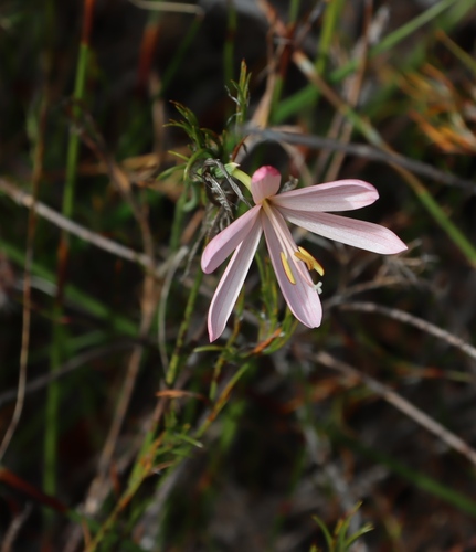 Geissorhiza bonae-spei
