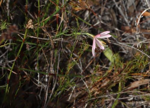 Geissorhiza bonae-spei