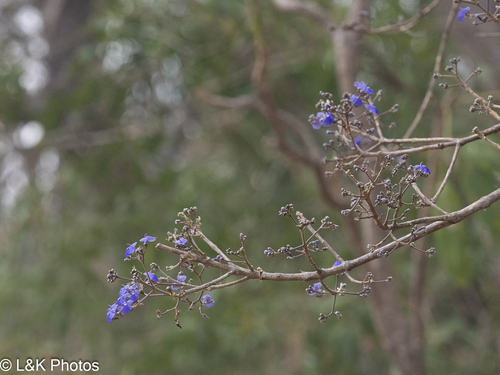 Tarumá (Vitex cymosa)