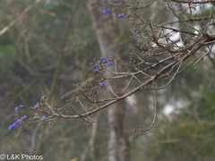 Vitex cymosa, photograph author not stated, no rights reserved
