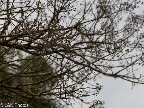 Vitex cymosa, photograph 2
