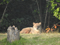 Canis aureus indicus