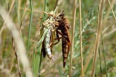 Asilus crabroniformis