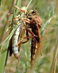 Asilus crabroniformis