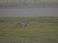 Canis aureus indicus