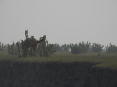 Canis aureus indicus