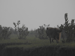 Canis aureus indicus