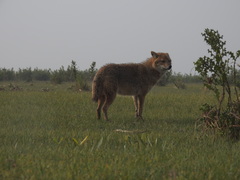 Canis aureus indicus