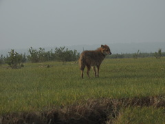 Canis aureus indicus