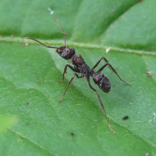 Ectatomma ruidum (Ectatomma ruidum)