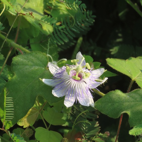 Stinking Passionflower (Passiflora foetida)