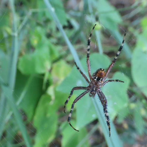 Western Spotted Orbweaver (Neoscona oaxacensis)