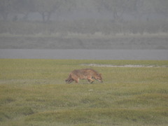 Canis aureus indicus