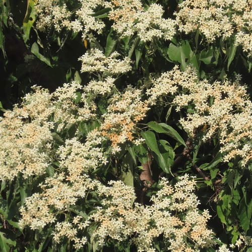 Cueramo (Cordia elaeagnoides)
