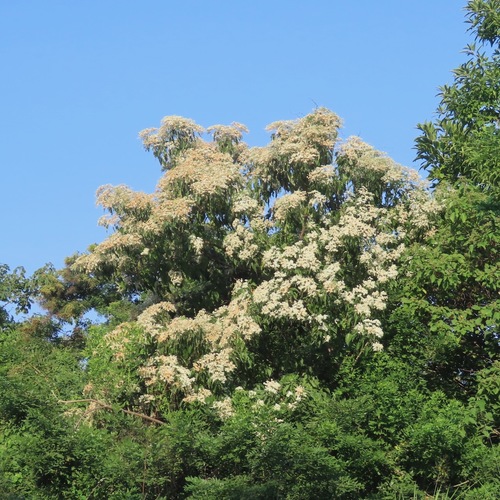 Cordia elaeagnoides (Cordia elaeagnoides)