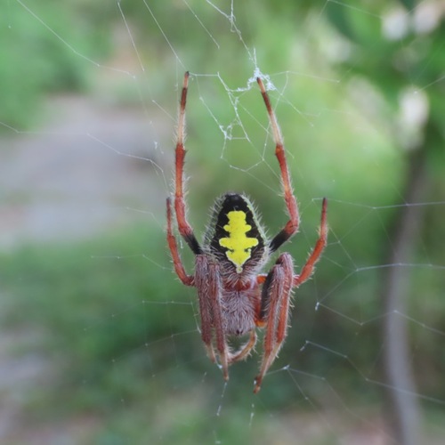Tropical Orbweaver (Eriophora ravilla)