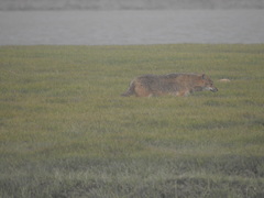 Canis aureus indicus