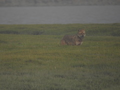 Canis aureus indicus