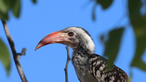 Southern Red-billed Hornbill