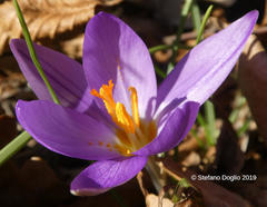 Crocus imperati