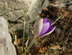 Crocus imperati