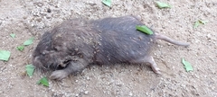 Tropical Pocket Gopher photo 5