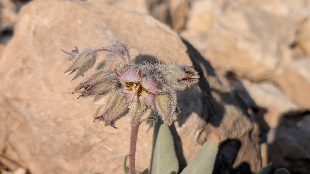 Trichodesma cinereum