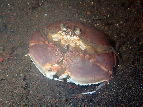 Calappa clypeata observed 2025-06-30
