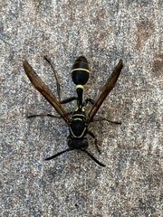 Mischocyttarus pallidipectus