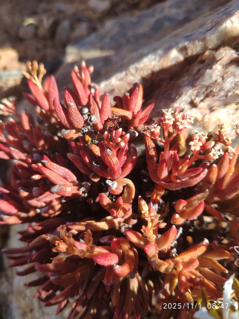 Crassula garibina