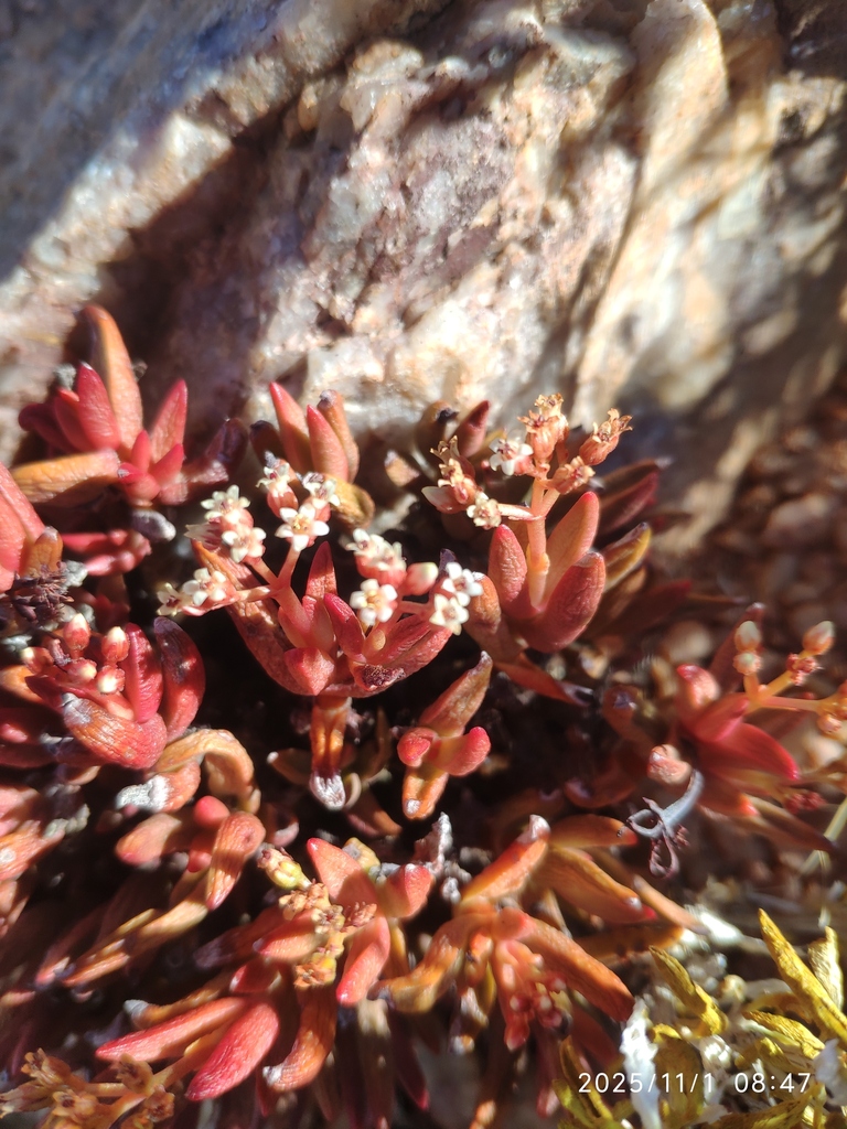 Crassula garibina 2