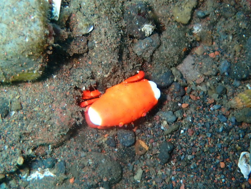 Liomera cinctimanus observed 2025-07-02