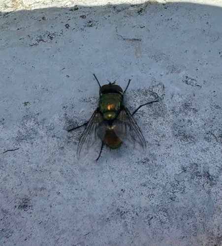 Unknown species found near Broadway, New York, NY, US