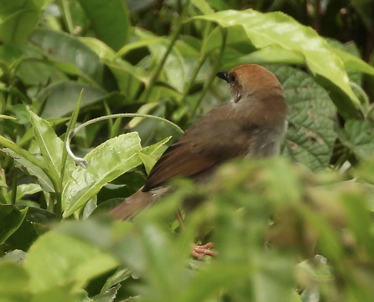 Chubb's Cisticola (Cisticola chubbi), photo 5