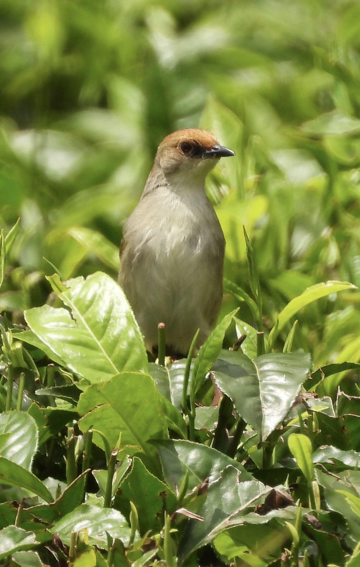Chubb's Cisticola (Cisticola chubbi), photo 6
