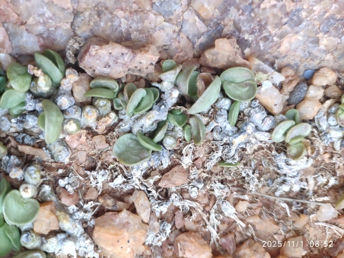 Adromischus nanus