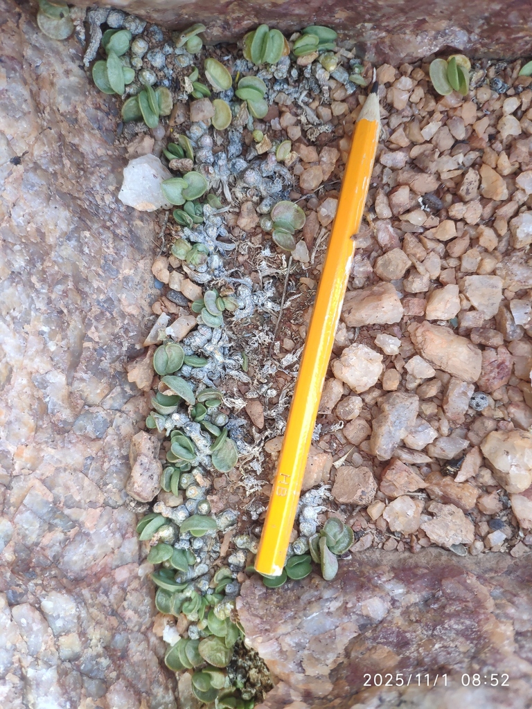 Adromischus nanus, Namakwa District Municipality, South Africa