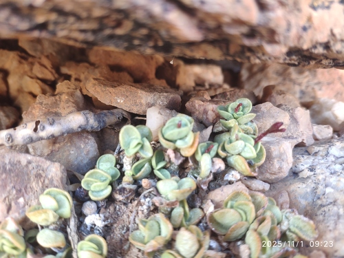 Adromischus nanus