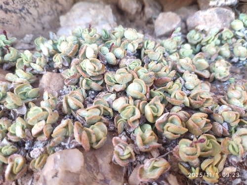 Adromischus nanus