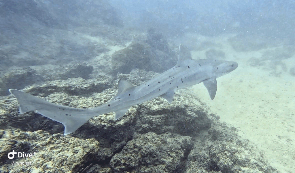 Gespikkelde gladde haai (Triakis maculata) — Triakidae